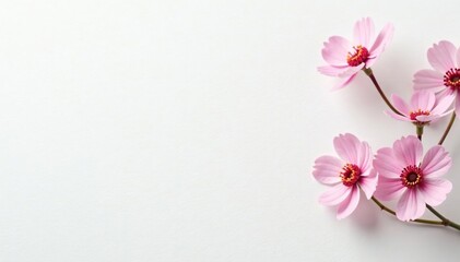 Fototapeta premium Crisp white background, flawless texture ideal for beauty products, photography, flawless, background