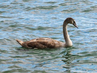 First Lessons – Juvenile Swan in the Lake