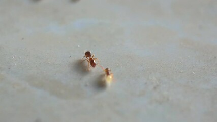 Ant colonies move their eggs together to a safer and more conducive place for them to hatch.