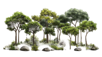 forest with different trees isolated  on white background , transparent png 