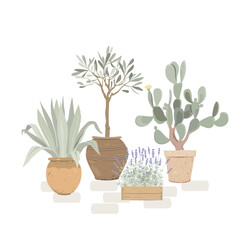 Potted agave, olive tree, prickly pear cactus, and lavender. Mediterranean garden in the patio or balcony. Potted houseplants for dry climate. Vector isolated illustration.