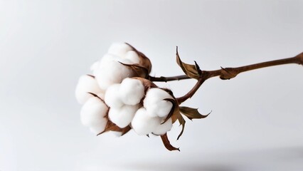 Close Up of Fluffy Cotton Flower on Branch - Natural Organic Fiber