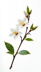 Single branch with delicate leaves isolated on white background, minimalist, flowers