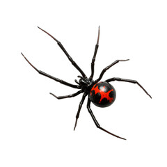 Obraz premium Black Widow Spider with Red Hourglass Marking on White Background