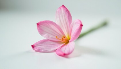 Obraz premium Single delicate flower on a plain white surface, petals, flowers, single