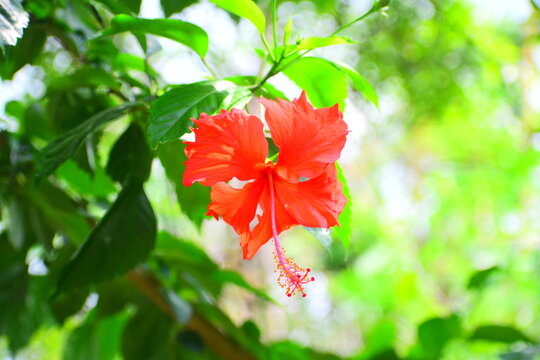 China rose, Hibiscus, Gudhal, ADHUL, ARHUL,  rose mallow, Hibiscus Rosa Sinensis Flower (Cemparati) (Jaba Kusum, Gudhal Phool)(Mandara Puvvu) ,dslr ,aditya yadav 