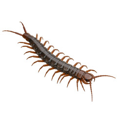 Centipede with Segmented Body and Numerous Legs Crawling on White Background