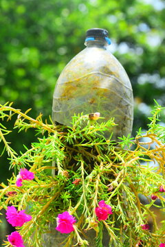 Sanjeevani booti, संजीवनी बूटी, Moss-rose purslane, Portulacaceae, sanjeevani plant, Plant , herb,green, dslr, pink , ADITYA YADAV