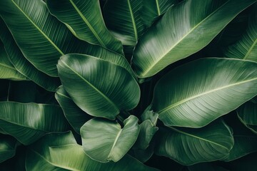 Obraz premium A close-up view of lush, vibrant green leaves highlights their rich textures and natural beauty