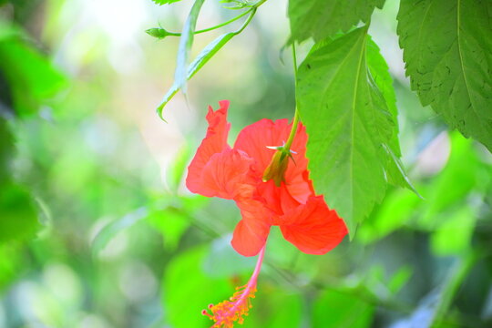 China rose, Hibiscus, Gudhal, ADHUL, ARHUL,  rose mallow, Hibiscus Rosa Sinensis Flower (Cemparati) (Jaba Kusum, Gudhal Phool)(Mandara Puvvu) ,dslr ,aditya yadav 