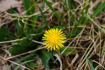 Close-up photo of yellow dandelion flowers blooming in spring