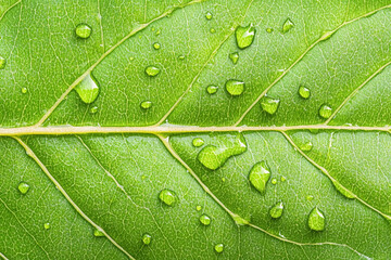 Close-up view of a green leaf adorned with water droplets showcasing nature's beauty and freshness after rain in a natural environment