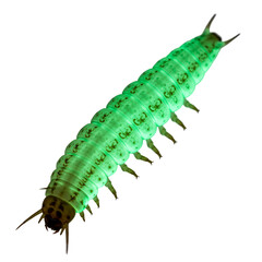 Glowworm Emitting Soft Green Light on White Background