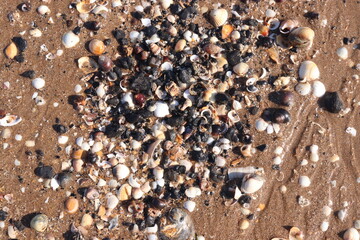 Beach Seashells Sand Shore Coast Texture Background 
