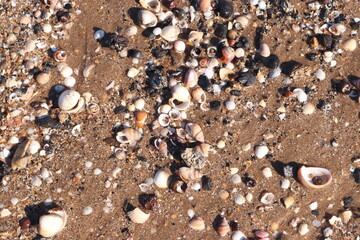 Beach Seashells Sand Shore Coast Texture Background 