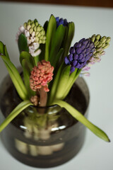 Multi-colored hyacinths in a vase. Macro photography of hyacinth spring flowers.