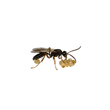 Parasitoid Wasp Laying Its Eggs on White Background