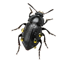Small Black Blister Beetle Secreting Toxic Defense on White Background