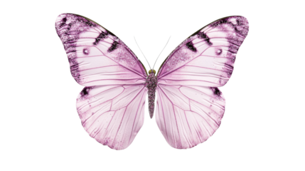 Butterfly in pink colors with glitter on a black background, cut out transparent