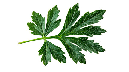 Detailed green leaf texture, cutout isolated close-up natural herb, cut out transparent
