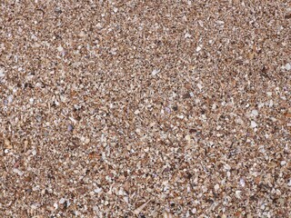 Beach sand background with texture of broken seashells scattered on the sandy beach