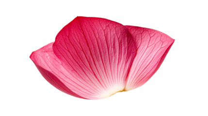 Delicate pink lotus petals on black, floral element, close up , cut out transparent