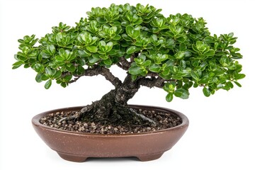 Lush Green Bonsai Tree in Brown Ceramic Pot on White Background