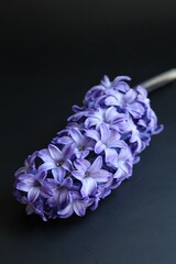 purple hyacinth, strongly scented spring flowers, blue flower, blooming hyacinth on dark background
