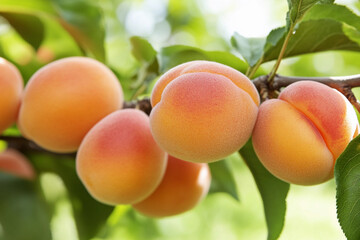 Close-up view of ripe apricots hanging on a branch in a sunlit orchard ready for harvest
