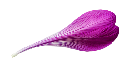 Vivid magenta floral petal pattern, isolated petal backdrop, cut out transparent