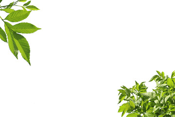 Die-cut green leaves and white background