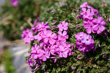 Fototapeta premium Close-up photo of purple Phlox subulata flowers blooming in spring