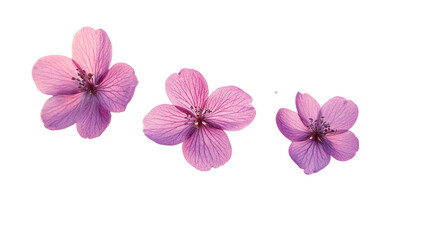 Fototapeta premium Delicate Cherry Blossoms: A trio of soft pink cherry blossoms, each with intricate petal details, float gracefully, capturing the gentle beauty of spring and the delicate nature of growth. 