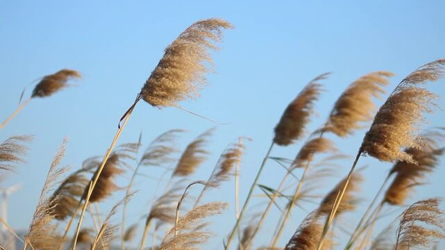 Close-up of dry reed seeds on blue sky background.