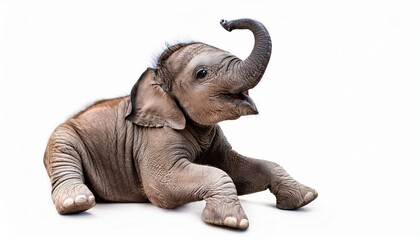 Obraz premium elephant isolated on white background