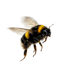 Bumble Bee Flying Transparent Background 