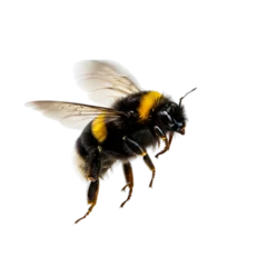 Gardinen Bumble Bee Flying Transparent Background  © Elvis
