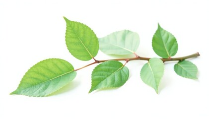 Fototapeta premium Delicate leaves and stems on a single branch isolated on white background, botanical, greenery