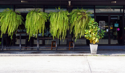 Exterior of a coffee shop with green plants in a pot.