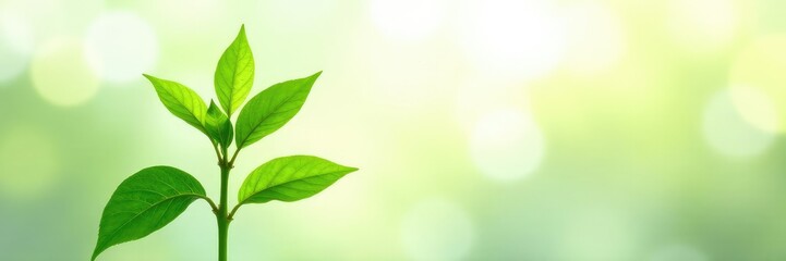 Naklejka premium Fresh green plant on white background with sunlight effects, plant, light, flora