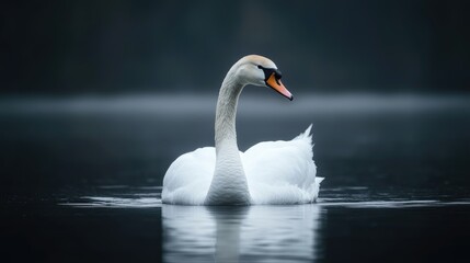 Elegant White Swan Swimming Calmly on Dark Lake Water Surface