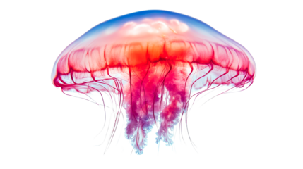 Vibrant Jellyfish, translucent bell, flowing tentacles, marine life, cut out transparent