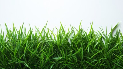 Fototapeta premium Lush Green Grass Against a Clean White Backdrop Capturing Freshness and Natural Beauty in a Minimalist Style