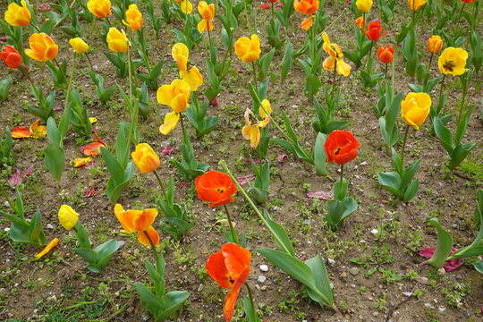 tulip flowers decay, tulip flowers dying in tulip field