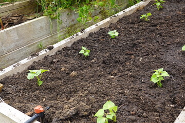 young sweet potato plants planted in a raised wooden bed on fertile soil