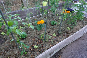 Marigold flowers plants growing green pepper in garden