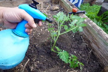 combat pests or fungi in the tomato crop. spray tomato plant to improve production in the backyard...