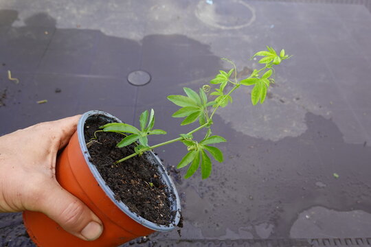 man holding pot with passionflower plant. cultivation of passionflower propagated by cutting in water.