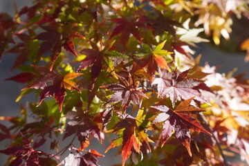 空を背景にした紅葉の木