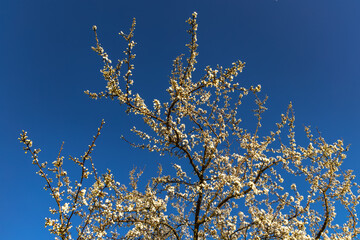 Tree with white flowers against the background of mountains and forest, blooming tree, white flowers a sign spring